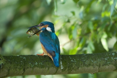 Een grote vis voor de jongen van het tweede nest. De jonge vogels zijn inmiddels uitgevlogen en de ouders zijn alweer begonnen met het uitgraven voor een derde nest. Ik weet dat er veel ijsvogels worden geplaatst, maar als je zo'n juweeltje ziet en ook nog kan fotograferen, word je heel gelukkig.