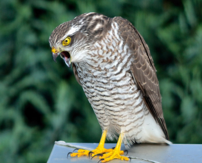 Deze foto is net gemaakt voordat ze de braakbal op mijn schuurtje uitbraakt. Heb daar helaas geen foto van maar wist ook niet dat behalve uilen andere roofvogels dit ook deden.