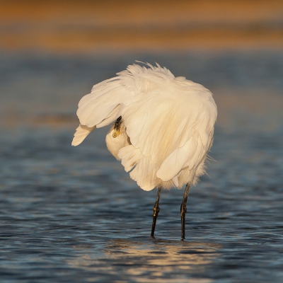 Deze kleine zilverreiger was zich in het ochtendlicht aan het poetsen maar hield me wel nauwlettend in de gaten. Dit is eigenlijk de eerste keer dat ik afwijk van het 2/3 of 16/9 formaat en ik ben benieuwd wat jullie ervan vinden?

Op www.vdejong.nl staat de versie in 2/3 formaat

Groet Vincent