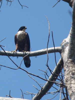 Op mijn laatste dag in Bali, deze mooie roofvogel gespot. Zelfs onze ervaren gids had deze soort nog nooit in Bali gezien.

Volgens mij de eerste foto van deze soort op Birdpix