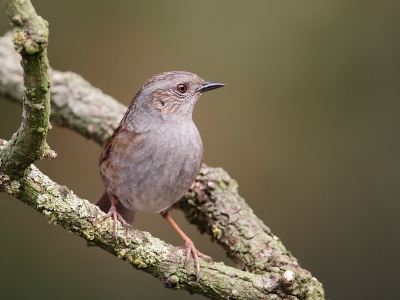 Bij deze een foto van de heggemus, van het voorjaar genomen in de tuin. Vanuit de hut. Ik vind de kleuren mooi en de pose van de vogel. Helaas de afgelopen maanden niet meer te zien in de tuin, alleen hoog in de bomen en in de omgeving. Net als de groenlingen trouwens. Van het najaar zullen ze wel weer meer naar voren komen denk ik.