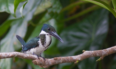 deze ijsvogel trok zich niet veel aan ons bootje en konden we hem redelijk dichtbij naderen