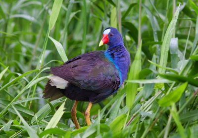 makkelijk was niet om deze vogel te fotograferen maar uiteindelijk is het toch aardig gelukt.
wat een kleuren pracht heeft deze vogel