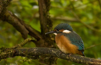 Dit jonge ijsvogeltje kwam plaatsnemen op de tak waar 1 vd oudervogels eerst zat.
Wat was ik blij dat ik nog even bleef zitten.

Grt Ben