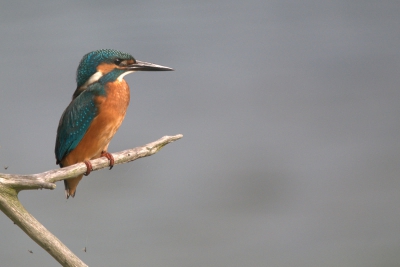 Vanmorgen mijn eerste IJsvogel in Nederland gezien en een paar foto's kunnen maken. Een geweldige ervaring.