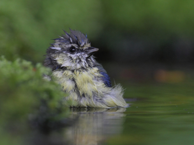 Vandaag eigenlijk de hele dag regen. Slecht eventjes naar buiten geweest en de pimpel gefotografeerd, wonderlijk dat ze ondanks de regen toch nog steeds een badje nemen.