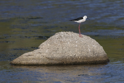 een rustgevend beeld, zo'n sierlijke steltkluut op een onbewoond eiland