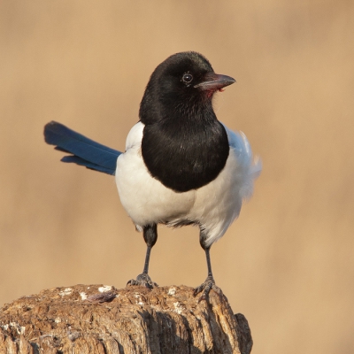 Nu met al het ekstergeweld op birdpix zal ik ook maar eens een ekster posten. 
Deze is  gemaakt buiten de genoemde datumgrens gemaakt en is een bijvangst van een poging tot het fotograferen van een zeearend. Hopelijk vinden jullie het wat?

Groet Vincent
www.vdejong.nl