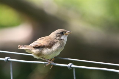 Dit vogeltje zat te wachten op de draad. Ik kon hem dicht benaderen, Hij bleef erg rustig zitten.