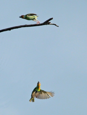 Twee barbets in de achtervolging. Er was nog een derde vogel die mee deed met tikkertje maar die kreeg ik er niet bij op de foto helaas.