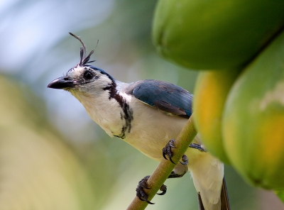 deze gaai had het regelmatig aan de stok met de specht die ik eerder upgeload heb, een vrij algemene vogel maar wel een hele mooie