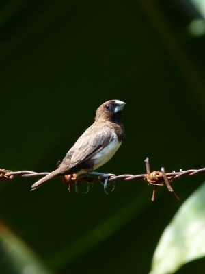 1 van de 8 vogelsoorten die ik gezien heb in de voortuin van mijn eigen bungalowcomplex en deze was daarvan het makkelijkst te fotograferen.