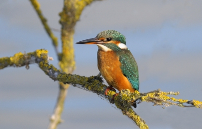 Weer een ijsvogel, zal je wel denken.
Toch plaats ik hem om een aantal redenen - het is een prachtig kleurrijk fotogeniek vogeltje, de kleuren van deze foto vind ik mooi met de ijsvogel in de ochtendzon met mooie geel bemoste takjes en ik kan er geen genoeg van krijgen!