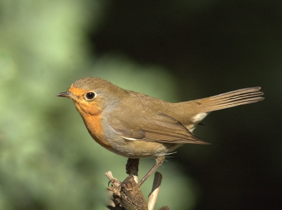 Deze roodborst zit al enkele maanden in onze tuin waar hij waarschijnlijk ook heeft gebroed, ik heb verscillende jongen gezien.Maar de laatste dagen zie ik hem altijd alleen