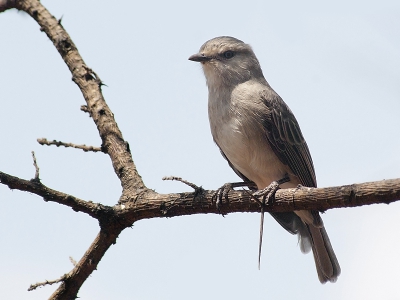 Net geen primeur, jammer... Ik had op safari ook oog voor kleine onopvallende vogeltjes, wat de meeste toeristen maar niet konden begrijpen.