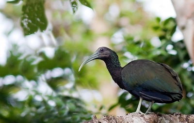 ik had al wat soorten ibissen gezien maar nog nooit een groene........eindelijk in costa rica had ik geluk