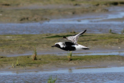 op het strand waren veel steltlopers,ook af en toe deze schuwe vogels. je moest ze besluipen om te kunnen te fotograferen.je kon er niet dicht bij in de buurt komen.