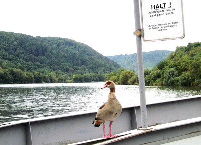 Een grauwe druilige dag, vroeg in de morgen wachtend op de boot hielde deze jonge Nijlgans de wacht op de aanlegsteiger.
Foto gemaakt met compacht camera.