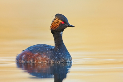 Nog eentje uit afgelopen voorjaar. Soms komen ze wel heel dichtbij! Het gele is reflectie van de rietkraag. Bij deze foto ben ik niet zo rouwig dat de reflectie mist aangezien daar het water "wit" werd

Groet Vincent
www.vdejong.nl