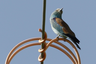 Enkele malen was ik in de gelegenheid geweest om de scharrelaar te fotograferen maar steeds zat hij op zo'n dikke telefoondraad. Deze Roller op een roller  deed het beter