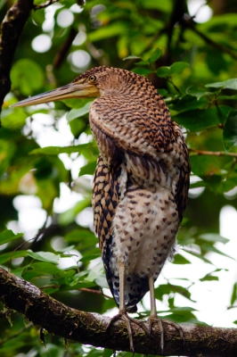 nu een met poten en wat minder claustrofobisch.....
soms kom je zo dichtbij en moet je snel reageren dat de ruimte rondom de vogel soms ontbreekt.