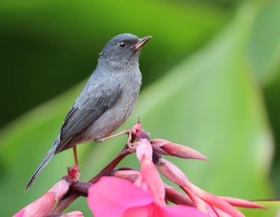 De bijzondere vogel is dat niet vanwegen zijn kleuren maar vanwegen zijn snavel waarmee hij aan de achterzijde van de bloem een gaatje maakt en zo de honing uit de bloemen eet. Deze 2 keer gespot maar ik vond het wel een schuwe vogel en erg vliegerig. Bleef niet lang op de bloem zitten.