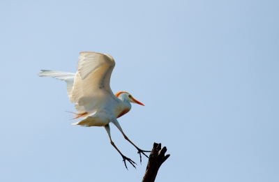 toen we op het strand wandelden kwam deze reiger er een s aan gevlogen en bleef een tijdje zitten op de deze boomstam