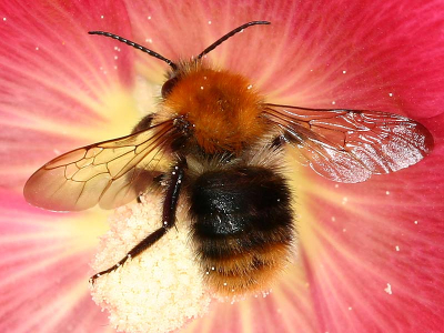 Deze hommel deed zich tegoed aan een Stokroos. Doordat de ringflits weerkaatste in de bloem ontstond een vlammend tafereel.

Jan
Canon 300D, 100mm 2.8 macr, Sigma EM-140 DG ringflitser