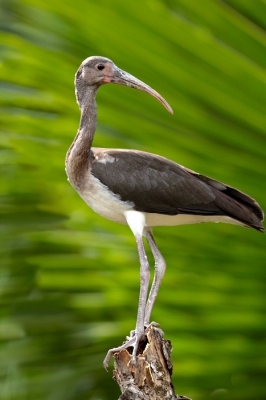 Veel witte Ibissen gezien in Costa Rica maar deze zat mooi op oog hoogte op een boomstronk met als achtergrond de palmbomen. Vind zelf daardoorde vogel er mooi uitkomen. Is trouwens een juv.