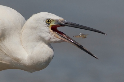 Tijdens het opschonen van mijn laatste foto's uit de Camargue kwam ik nog een foto tegen waar ik wel een leuk portretje uit kan halen. Deze juveniele kleine zilverreiger kwam soms zo dichtbij dat ik niet meer scherp kon stellen. Later op de dag in minder hard licht kwam deze niet meer zo dichtbij.

Groet Vincent
www.vdejong.nl