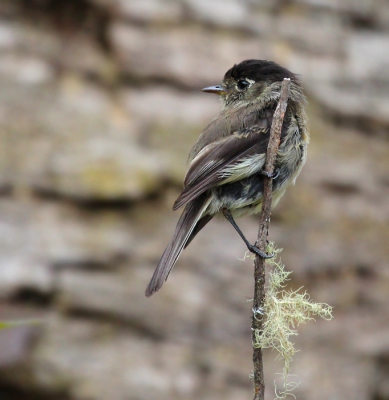 Halverwege een klim in de bergen deze vogel 3x gezien maar erg schuw. Uiteindelijke plekje gevonden waar hij constant terug keerde om uitzicht te hebben op een mogelijke vangst. Achtergrond is omgevallen boom waar hij/zij zijn eten bij elkaar scharrelde.  Als goed gezocht heb eerste op BP