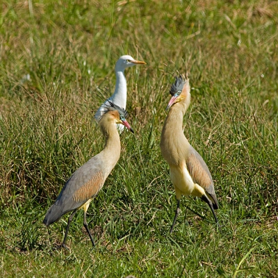 's Morgens vroeg gaan zitten aan de rand van een meertje, waar ik in 2007 eens een Fluitreiger gespot had. In een natuurlijke kuil, laag bij de grond en toch comfortabel. Na me eerst een poosje vermaakt te hebben met Chileense Kieviten, kwam er plotseling een paartje Fluitreigers aanvliegen. Mijn geluk kon niet meer op. Na een paar honderd foto's in korte tijd, begonnen ze totaal onverwacht met de balts. Ongelofelijk, wat een gratie bij deze toch al zo mooie reigers. Hoewel het baltsritueel vrij kort duurde werd het in stijl afgesloten doordat ze hun typerende lange fluittonen lieten horen en daarna al fluitend samen wegvlogen.