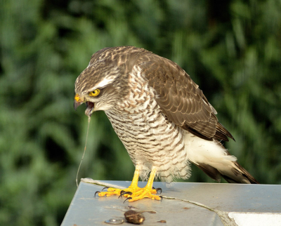 Deze foto is net gemaakt nadat ze de braakbal op mijn schuurtje uitbraakt. Heb daar helaas geen foto van maar wist ook niet dat behalve uilen andere roofvogels dit ook deden.