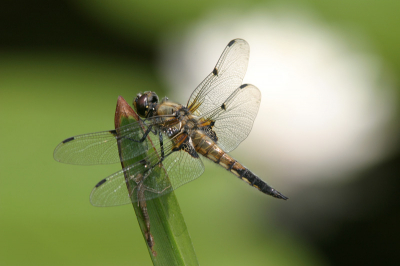 Het duurde even voordat ik de onscherpe waterlelie op de juiste plek achter dit residente mannetje geplaatst had.

Canon 10d, 300 mm I.S. USM, 1.4 x converter, eenpootstatief, 200 Asa, diafragma 11, - 0.5 compensatie