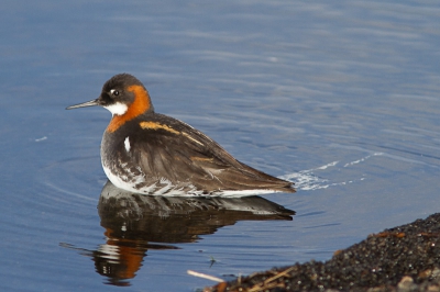 Grauwe Franjepoot in de vroege ochtend aan de oever van Myvatn (IJsland).