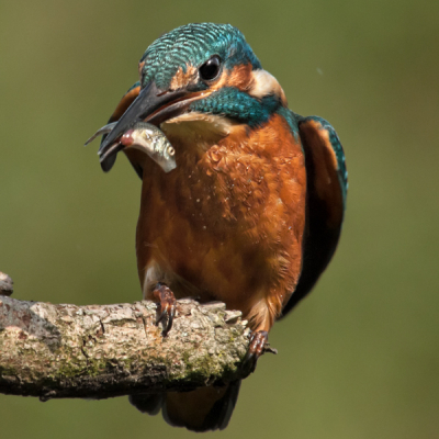 Op het meest gefotografeerde stokje in Nederland kwam een ijsvogel zitten om eens lekker te jagen. Bijna een half uur lang, waarbij meerdere keren iets werd gevangen. Voor het eerst lukte het mij om daar een foto van te maken. Aan de waterdruppels op de borst van de ijsvogel zie je dat de ijsvogel net uit het water komt. Bij het gevangen visje liggen de ingewanden er uit, omdat het eerst is gespietst.