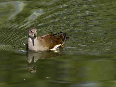 Deze jonge waterhoen kwam recht op mij af,foto vanuit vaste schuilhut gemaakt