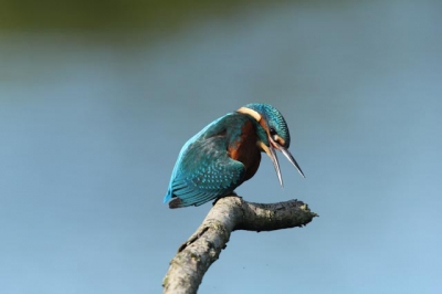 Vandaag eindelijk weer eens wat plaatjes van de IJsvogel kunnen schieten in de Oostvaardersplassen, Het licht zat mee en ik was bepaald niet de enige. Ook nog filmpje gemaakt met de 550D, komt nog op Youtube.
