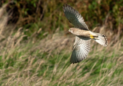 Torenvalk die ik plotseling voor mijn lens kreeg in de polder de Enge Wormer, na een tijdje te hebben staan bidden schoot zij er vandoor. Plaats hem omdat ik nog niet zo vaak een torenvalk op snelheid heb vastgelegd.