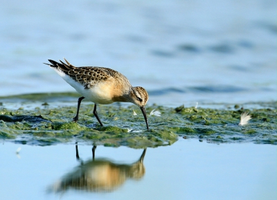 Vandaag met beter weer dan de vorige keer vroeg in de ochtend naar de Schuilhut geweest (er was niemand).
Na een uur waren er meer BP. dan soorten vogels om te fotograferen,  het was een leuke kennismaking met een aantal BP. (nu hadden wij ook eens beeld en ondertiteling).
Na verloop van tijd serveerde Henk zelf koffie die goed smaakte dat we zelfs even vergaten dat we daar voor de vogels kwamen, het was een prettige kennismaking.
De faforiet en de meest gefotografeerde vogel was deze morgen de Krombek die verschillende keren over de catwalk kwam.