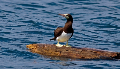 op zoek naar walvissen kwam ik deze prachtvogel tegen op een stuk hout ,hij was net zo nieuwsgierig als ik...........
