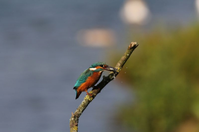 Na drie uur wachten eindelijk een ijsvogel voor de camera. Zoals te zien is hij mooi aan het jagen geweest.