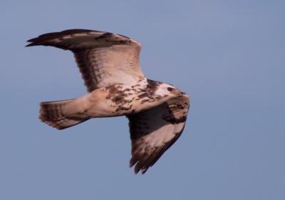 Deze lichte buizerd vloog plotseling door de zwaluwen heen die ik aan het fotograferen was. Normaal komen ze niet zo dichtbij hier in de polder, dit was meer geluk dan wijsheid.