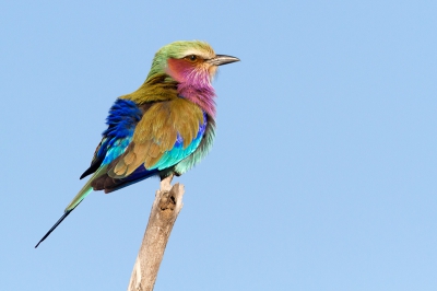 Meestal is een blauwe lucht een saaie achtergrond.
In dit geval past de lucht mooi bij de kleuren van de scharrelaar