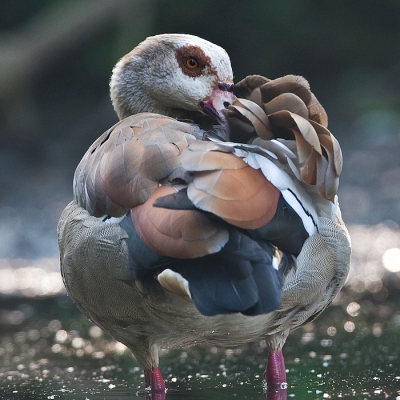 Terwijl ik ijsvogels aan het fotograferen verscheen ook de nijlgans voor de hut en begon zich rustig te poetsen. Toch horen ze de sluiter vrij goed en keek regelmatig richtig de tent.

Groet Vincent
www.vdejong.nl