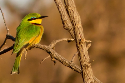 Ondanks de enorme crop komt de vogel nog erg mooi over.Van uit een open auto op het laatst van de dag gemaakt