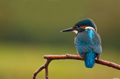Mijn eerste vogelportret. 
Tijdens een wandeling had ik deze IJsvogel op een tak zien zitten. De volgende ochtend heb ik mezelf verscholen in een schuiltent en gewacht op zijn terugkeer. Tot 3 maal toe kwam hij op de tak zitten (in een tijdspanne van 3 uur).