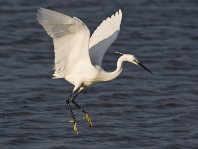 Jagende zilverreiger die telkens opvloog en een paar meter verder landde om garnalen en zeepissebedden te vangen.