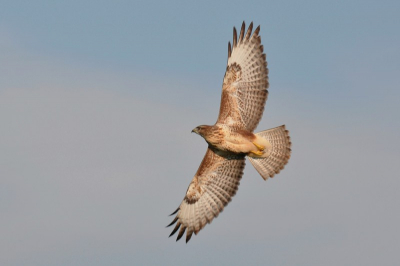 Buizerd gefotografeerd vanuit boot. Hij vloog op vanaf een paaltje en kwam vlakbij langsgevlogen.