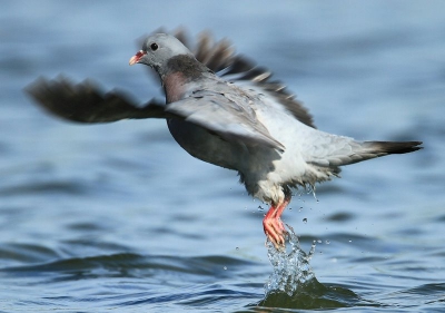 Vandaag ook weer naar  Hut Wissenkerke geweest en weer genoten ook weer van de koffie van Henk Laverman die hier zijn vakantie komt vieren.
De holen duifjes komen hier regelmatig drinken en gaan daarvoor soms tot hun buik in het water zo ook deze duif die ik bij het opstijgen heb kunnen vastleggen.